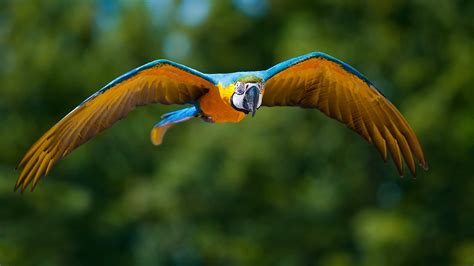 Flying Animals Images .